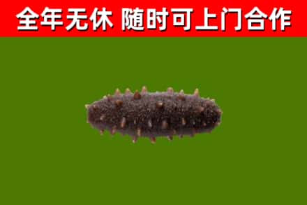 永登县烟酒回收干海参.jpg